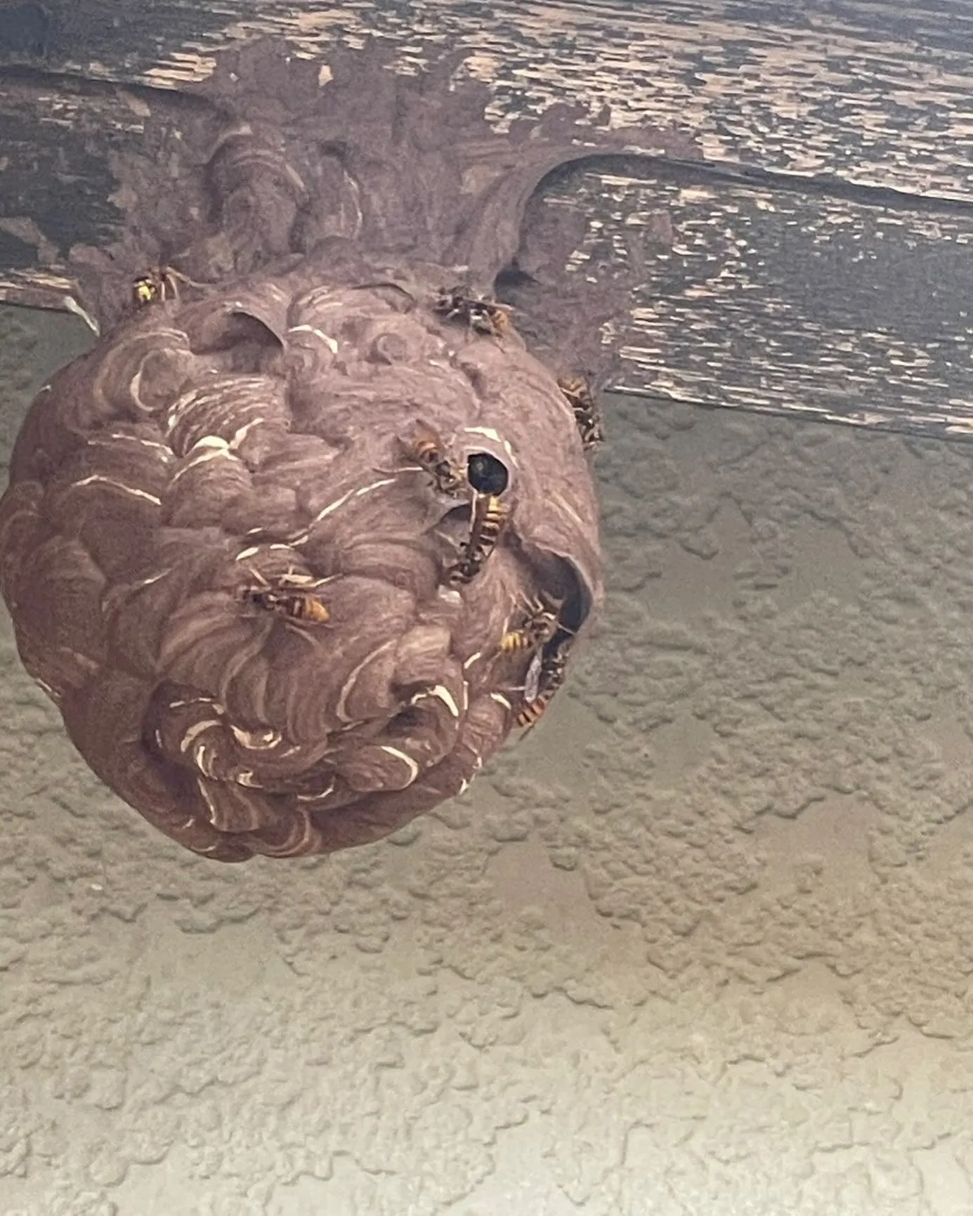 小千谷市でスズメバチの巣を駆除してきました!