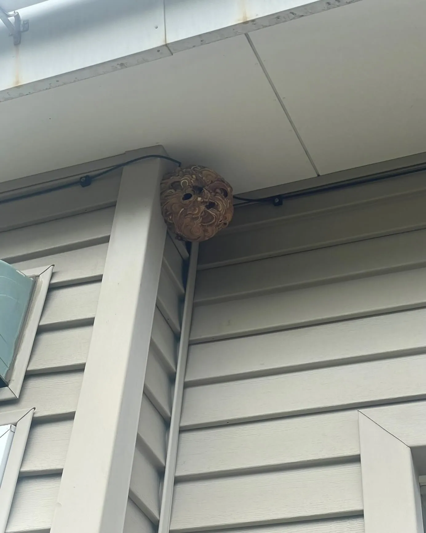 魚沼市でスズメバチの巣を駆除してきました!