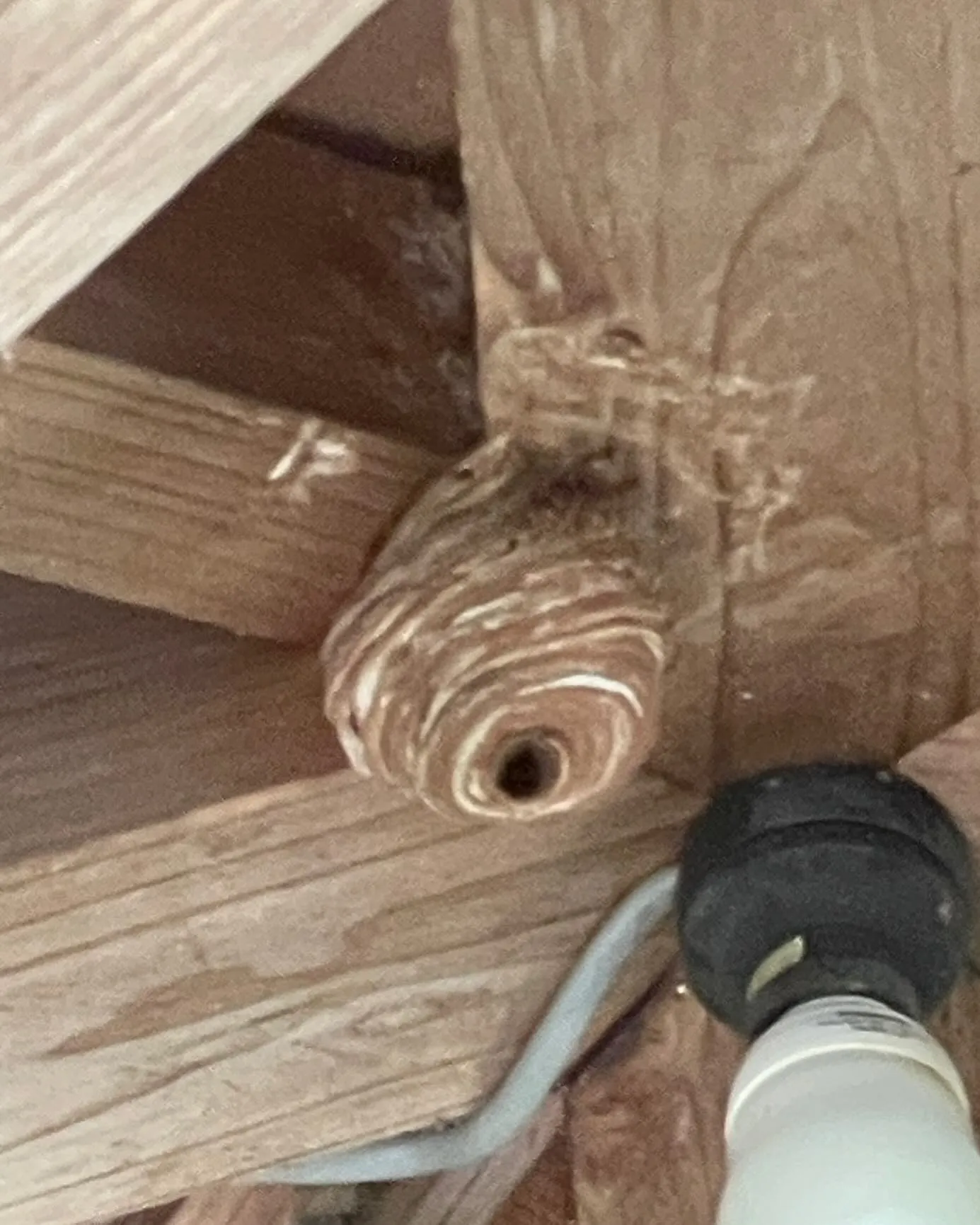 魚沼市でスズメバチの巣を駆除してきました!